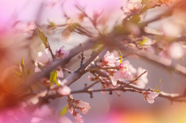 Blossom tree