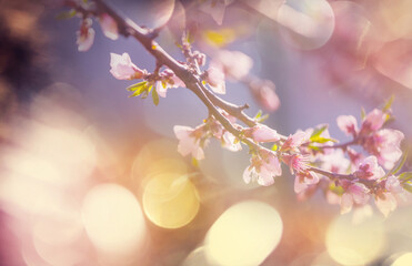 Fototapeta premium Blossom tree