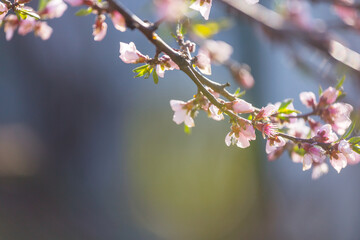 Blossom tree