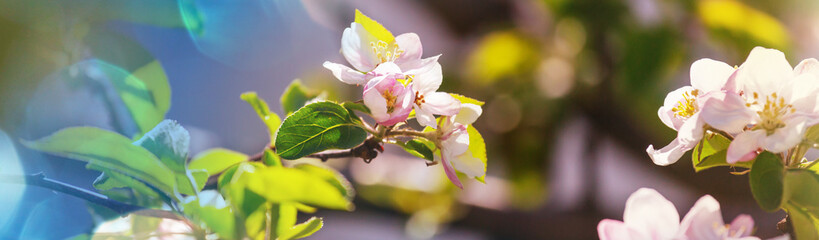 Blossom tree