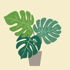 Monstera deliciosa, the Swiss cheese plant, a popular decorative house plant native to tropical rainforest. Vector illustration.