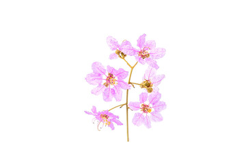 Flowering branch  isolated on a white background. Spring