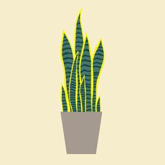 Dracaena trifasciata, is most commonly known as the snake plant, a popular decorative house plant native to tropical rainforest.