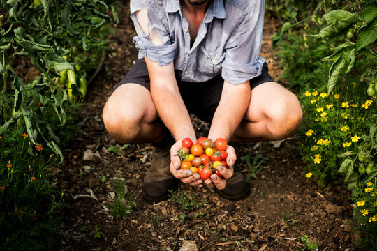 High angle close up of person holding bunch of freshly picked cherry tomatoes.