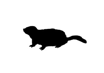 Silhouette Marmotta