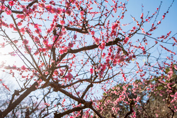 満開の梅の花