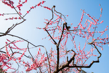 満開の梅の花