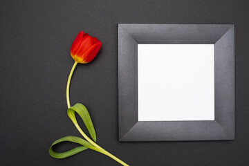 one red tulip and black frame with white background