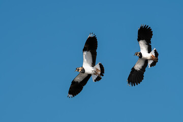 pair of northern lapwings flying over wetlands in the United Kingdom in the breeding season