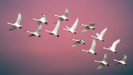 Dawn early morning and a flock White Bewick swans take flight in a red sky