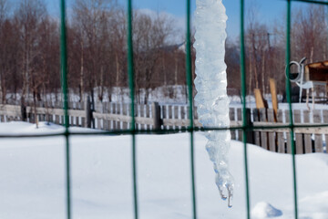 Melting winter icicle.