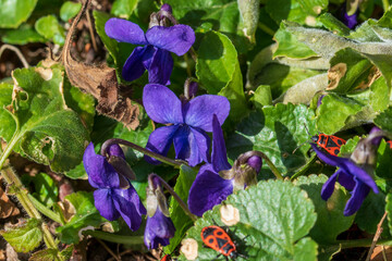 Das Wohlriechende Veilchen, Viola odorata und Feuerwanzen am sonnigen Rand einer Hecke im Frühling, März.