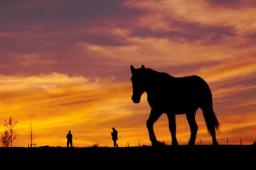 Fototapeta na wymiar horse silhouette and sunset in the meadow
