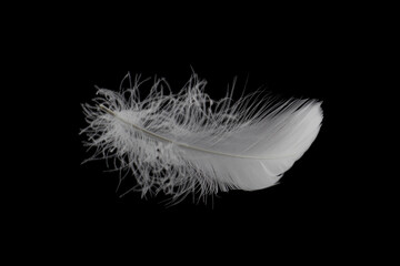 Soft and Light White Feather Falling Dodwn Isolated on Black Background.