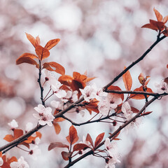 beautifull sakura cherry blossom in spring season