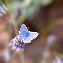 The large blue butterfly flies over the fragrant lavender flowers