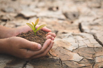A tree in the hands of a child on the background of dry and cracked soil, plant a tree, reduce global warming, The spring, World Environment Day, eco earth day