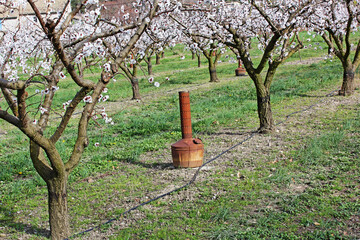 arbre et protection