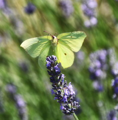 The Meadow Brown, a beautiful yellow butterfly, rests on the lavender flowers