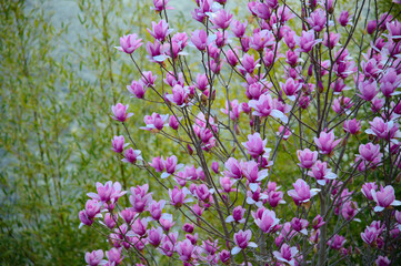 Magnolia in full bloom on the river side.