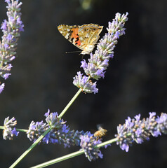 Junonia coenia, a beautiful colorful butterfly, stops on the lavender flowers