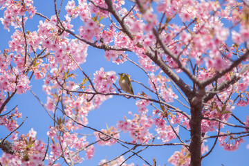 桜とメジロ
