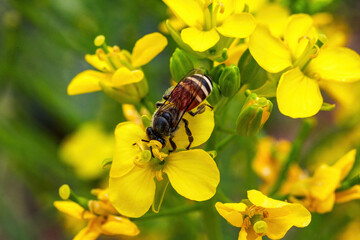Golden lush blooming rapeseed, bees are collecting nectar