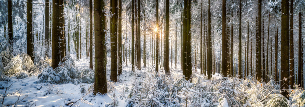 Panoramic view of a winter forest in sunlight 