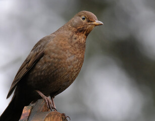 The common blackbird is a species of true thrush. It is also called the Eurasian blackbird, or simply the blackbird where this does not lead to confusion with a similar-looking local species