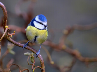 Obraz premium The Eurasian blue tit is a small passerine bird in the tit family, Paridae. It is easily recognisable by its blue and yellow plumage and small size