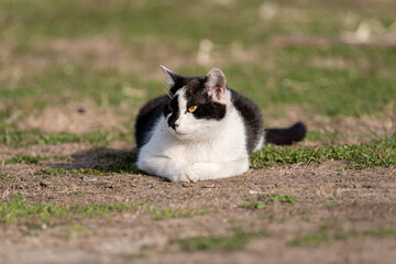 のんびり過ごす猫