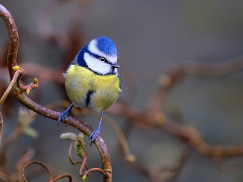 The Eurasian blue tit is a small passerine bird in the tit family, Paridae. It is easily recognisable by its blue and yellow plumage and small size