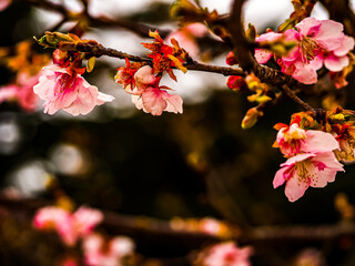 cherry flowers