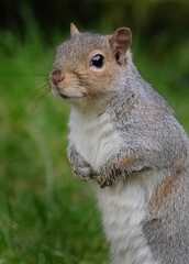 The eastern gray squirrel (Sciurus carolinensis), also known as the grey squirrel depending on...