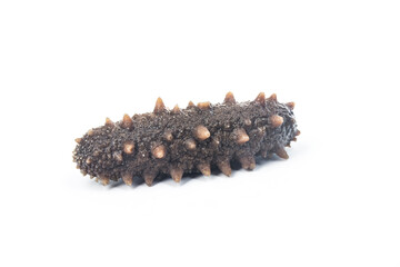 Sea cucumber is isolated on white background.