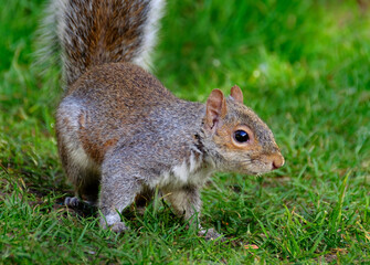 The eastern gray squirrel (Sciurus carolinensis), also known as the grey squirrel depending on region, is a tree squirrel in the genus Sciurus.
