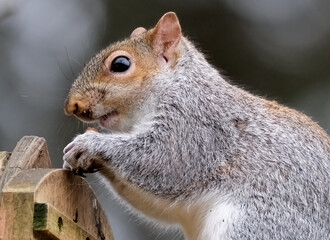 Fototapeta premium The eastern gray squirrel (Sciurus carolinensis), also known as the grey squirrel depending on region, is a tree squirrel in the genus Sciurus.