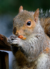 The eastern gray squirrel (Sciurus carolinensis), also known as the grey squirrel depending on...