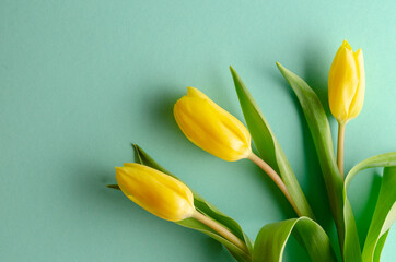 Background with yellow tulips on turquoise background. Place for text