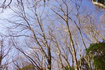 早春のコナラのある林風景