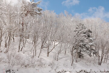雪化粧した木々