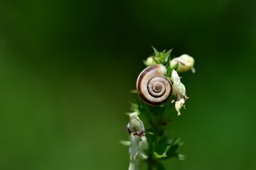 Close-up view of a snail shell attached to the top of a flowering plant. Green background changing from light to dark shades of green. White flowers with purple border. Snail on a green background.