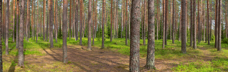 blueberry bushes in forest green panorama