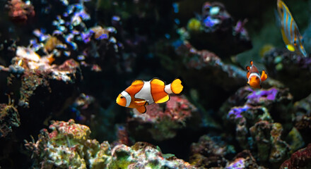 Clownfish or anemonefish (Amphiprioninae) from the Pomacentridae family swimming over a coral reef