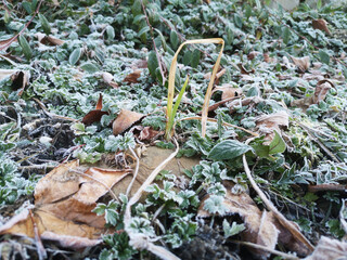 hoarfrost on weeds in the garden