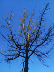 a tree seen from the bottom against the blue sky