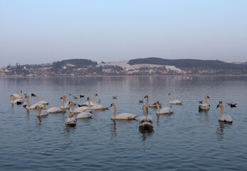 A flock of white swans on the lake  swimming away from the shore