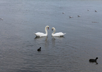Two swans on the lake look to each other making a heart