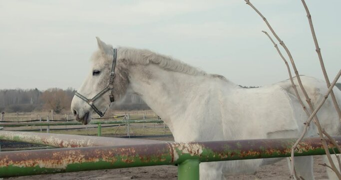 Medium wide shot of a white horse standing in a paddock, bright sunny day.