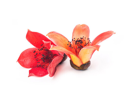 Red flower Bombax ceiba on white backgroun